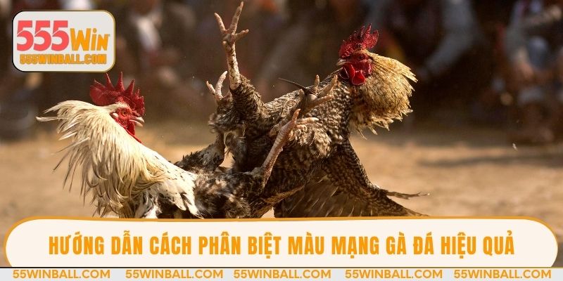 Hướng dẫn cách phân biệt màu mạng gà đá hiệu quả 