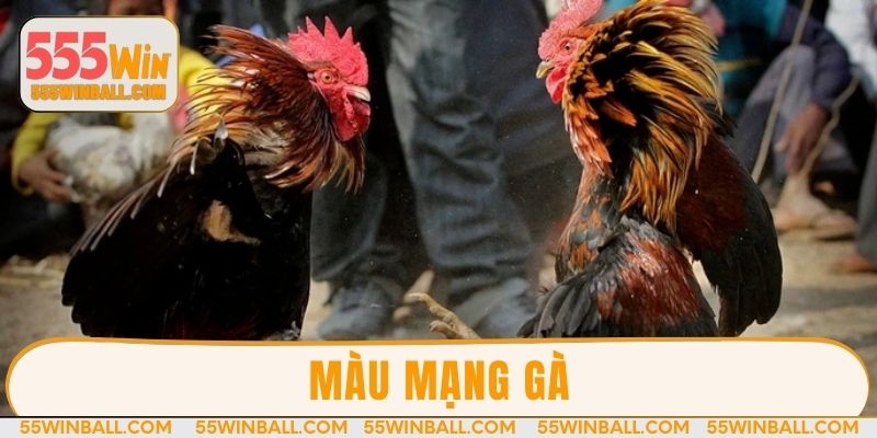 Màu mạng gà - Cách phân biệt chiến kê đỉnh cao