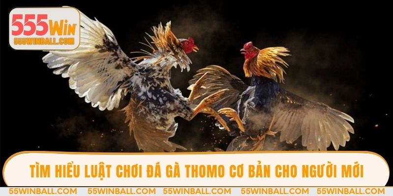 Tìm hiểu luật chơi đá gà thomo cơ bản cho người mới